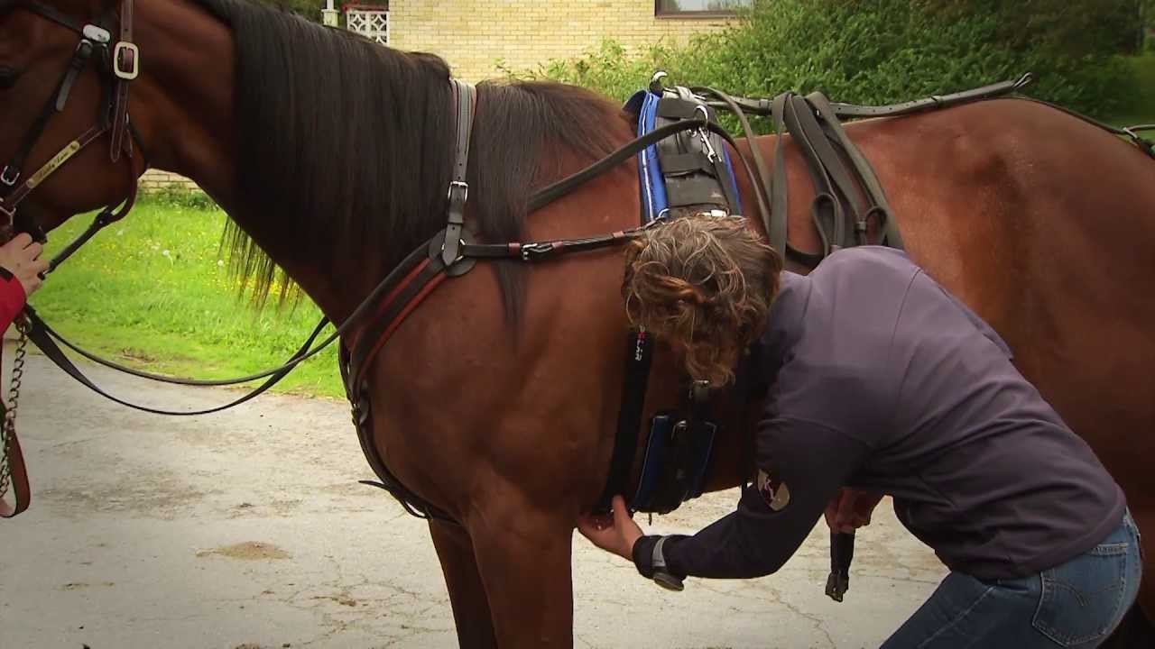 polar equine m400 trotting